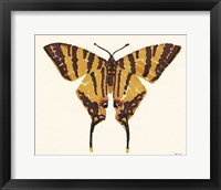 Papillon 2 Framed Print