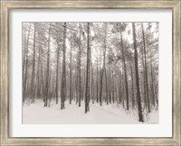 Let It Snow Forest Fine Art Print