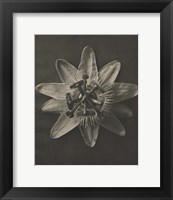 Blossfeldt Flower I Fine Art Print