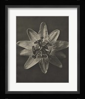 Blossfeldt Flower I Framed Print