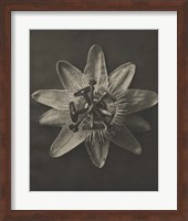 Blossfeldt Flower I Fine Art Print