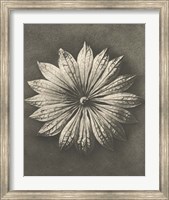 Blossfeldt Flower II Fine Art Print