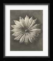 Blossfeldt Flower II Framed Print