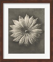 Blossfeldt Flower II Fine Art Print