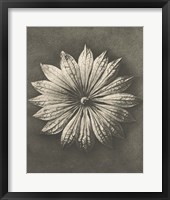 Blossfeldt Flower II Framed Print