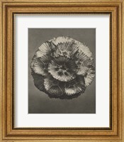 Blossfeldt Flower III Fine Art Print