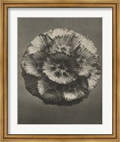 Blossfeldt Flower III Fine Art Print