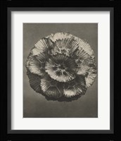 Blossfeldt Flower III Framed Print