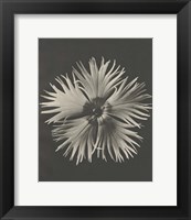 Blossfeldt Flower IV Fine Art Print