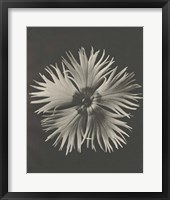 Blossfeldt Flower IV Framed Print