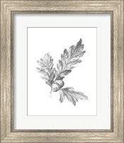 Oak Leaf Pencil Sketch I Fine Art Print