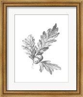 Oak Leaf Pencil Sketch I Fine Art Print