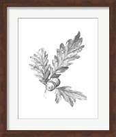 Oak Leaf Pencil Sketch I Fine Art Print
