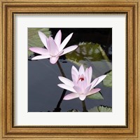Water Lily Flowers III Fine Art Print