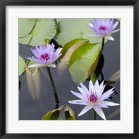 Water Lily Flowers IV Fine Art Print
