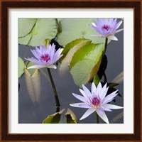 Water Lily Flowers IV Fine Art Print