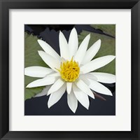 Water Lily Flowers V Fine Art Print