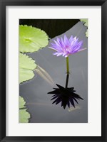 Water Lily Flowers VI Fine Art Print