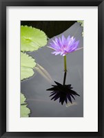 Water Lily Flowers VI Fine Art Print