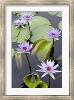 Water Lily Flowers VII Fine Art Print