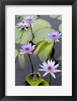Water Lily Flowers VII Fine Art Print