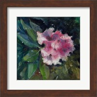 Rhododendron Portrait II Fine Art Print