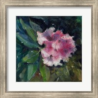 Rhododendron Portrait II Fine Art Print