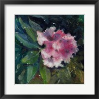 Rhododendron Portrait II Framed Print