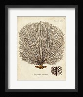 Esper Sea Fans I Framed Print