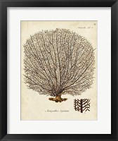 Esper Sea Fans I Framed Print