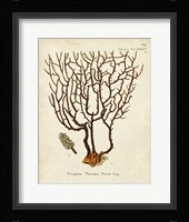 Esper Sea Fans II Framed Print