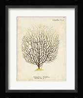 Esper Sea Fans III Framed Print