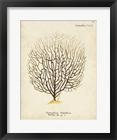 Esper Sea Fans III Framed Print
