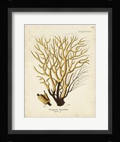 Esper Sea Fans IV Framed Print