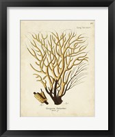 Esper Sea Fans IV Framed Print