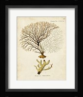 Esper Sea Fans V Framed Print