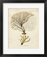 Esper Sea Fans V Framed Print