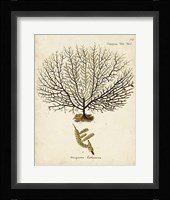 Esper Sea Fans VI Framed Print