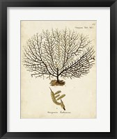 Esper Sea Fans VI Framed Print