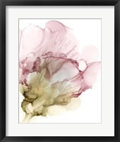 Flowering Pink II Framed Print