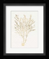 Gilded Algae I Framed Print