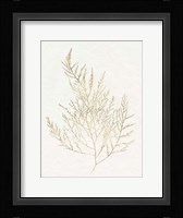 Gilded Algae II Framed Print