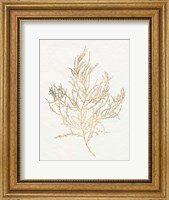 Gilded Algae III Fine Art Print