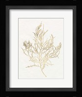 Gilded Algae III Framed Print