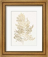 Gilded Algae IV Fine Art Print