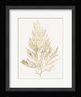 Gilded Algae V Framed Print