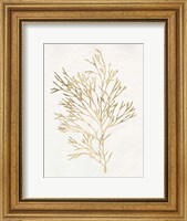 Gilded Algae VII Fine Art Print