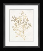 Gilded Algae VII Fine Art Print