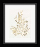Gilded Algae VIII Framed Print