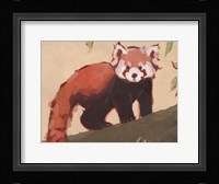 Red Panda I Framed Print